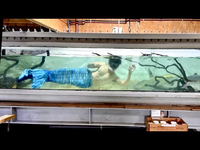 美しい人魚を飼い始めました