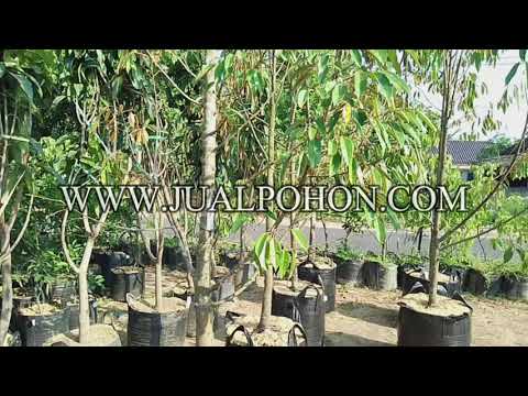 Jual Pohon Buah Durian Bawor Berukuran Besar Siap Diorder