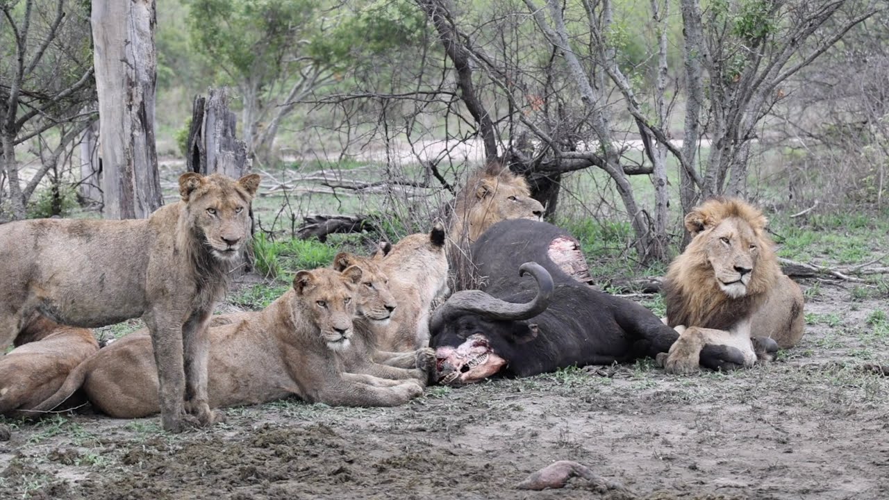 NKUHUMA pride and N. AVOCA males on a BUFFALO kill.
