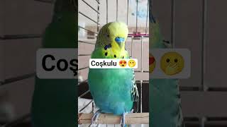 Mutluluk Sesi Muhabbet Kuşu Sesi