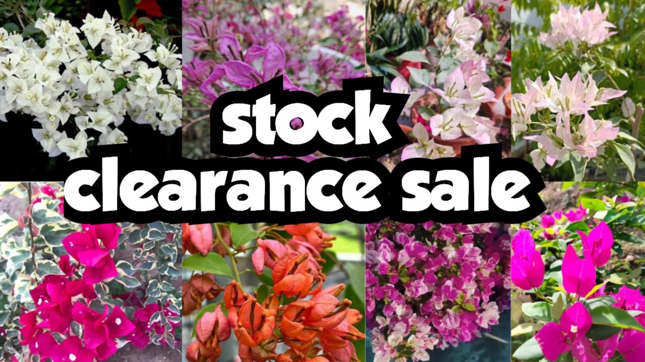 Stock clearance sale||sera's gardens||4-3-26