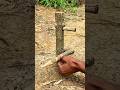 Simple bamboo trap technique #survivalgame