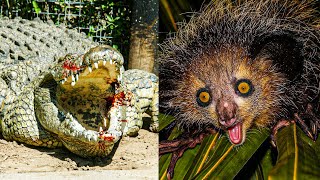 You Never Guess Which Animal Is The Most Dangerous In Madagascar | Wild World Official1