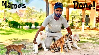 Finally Cubs k Names Rakh diay | Multi Zoo