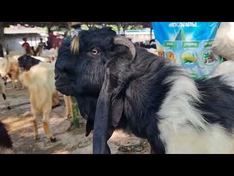 Jual Beli Kambing Pati