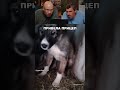 Привела целое семейство