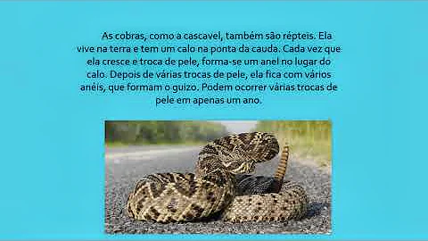 O que todos os animais têm em comum?