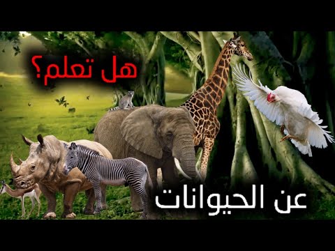 فيديو: حقائق غير عادية ومثيرة للاهتمام عن الحيوانات: أعلى 10