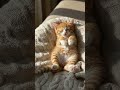 #animalintelligence #cat #cake #o #cute #aiandcats #happybirthday #aicats #funny #kitten #o