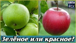 Как правильно выбрать продукты питания полезные для здоровья Как правильно выбрать продукты питания полезные для здоровья