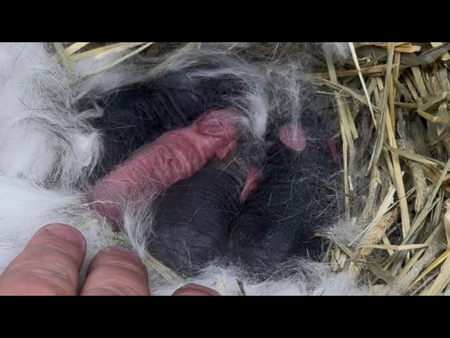 Georgette & Momiji Holland Lop Litter