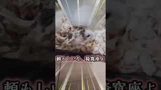 【ハムスター】もショック！時に天然な猗窩座殿が笑える？！ #ハムスター #ロボロフスキーハムスター #hamster #ハムスターのいる生活