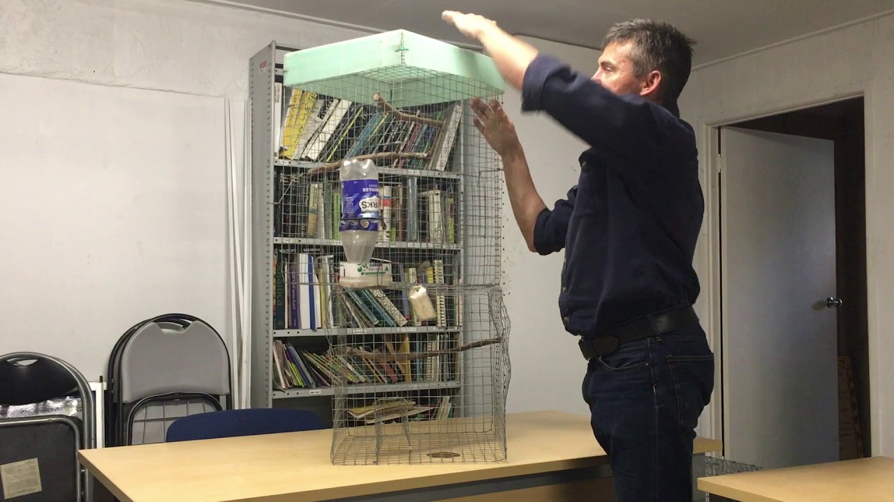 Cages for trapping Common (Indian) Myna birds