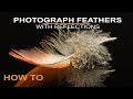 How to photograph feathers with reflections