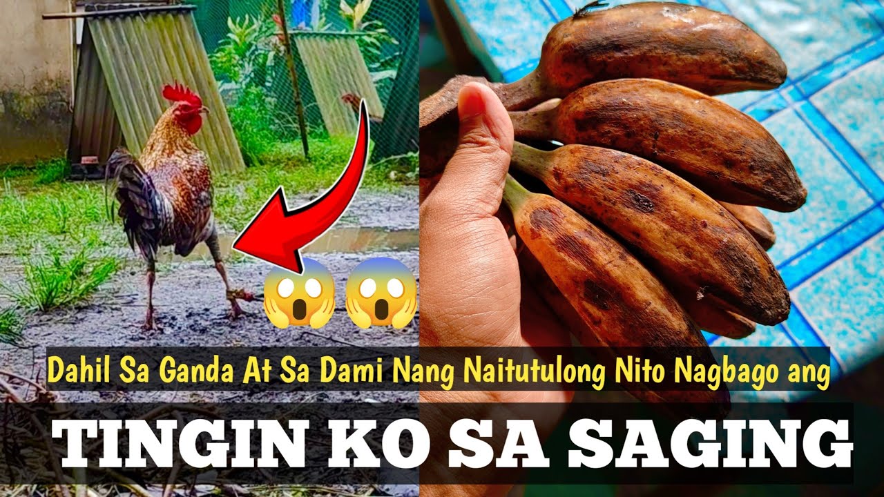 Paano ba Nakakatulong Ang Saging Sa Ating Mga Alaga | Isabay Mo  To | Linyada ng Mamay 