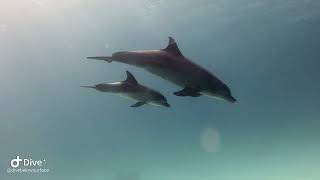 Diving with Dolphins in Red Sea, Hurghada