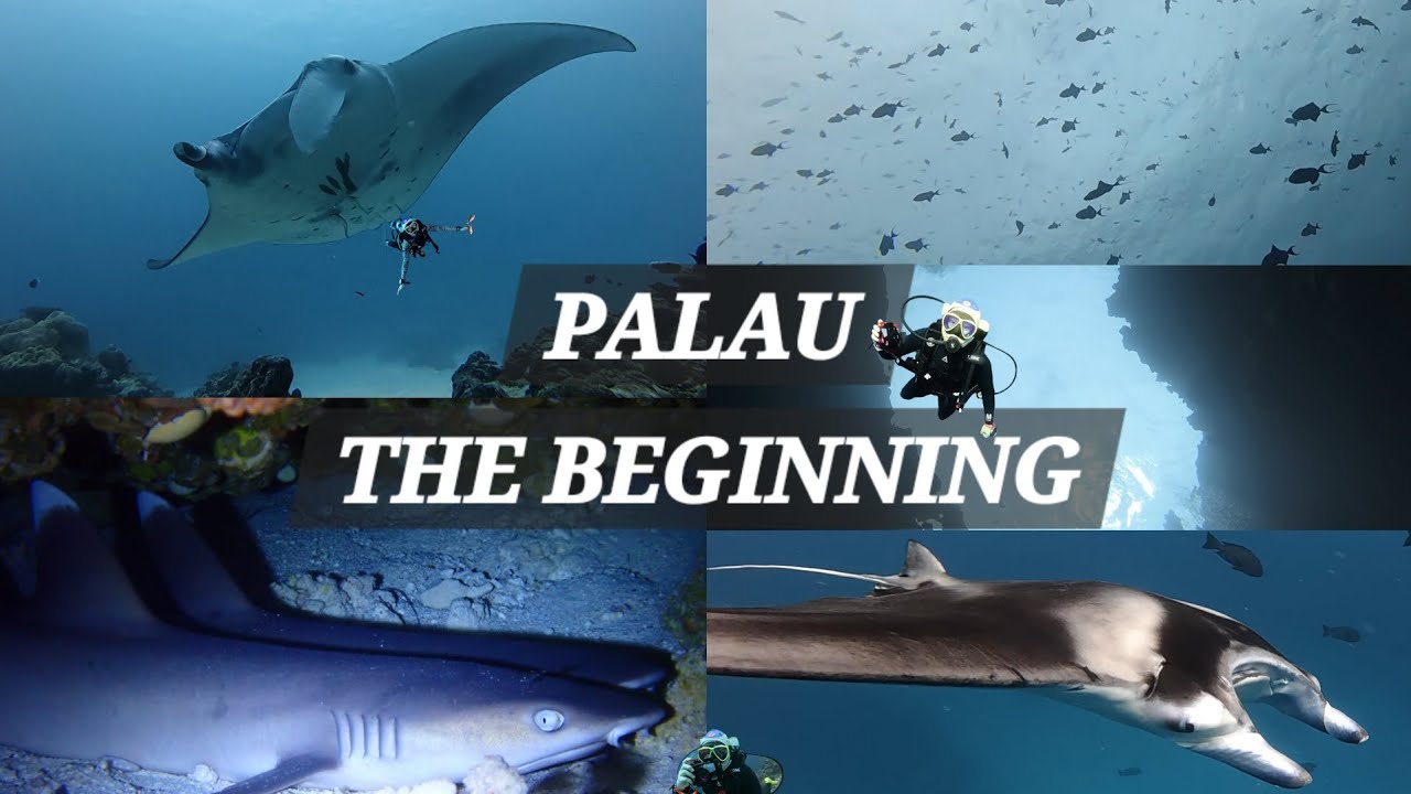 🇵🇼[팔라우 신들의정원] 푸른 심연으로의 초대. 팔라우에서의 첫 다이빙 블루홀, 블루코너, 저먼채널 (EP.02)