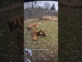 She turned leaves into a game for them 🥺🍂 #shorts #BelgianMalinois #PuppyLove