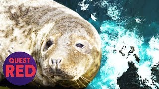 Seal Helplessly Entangled In Dangerous Fishing Net Returns To The Ocean | Saving Britain's Wildlife