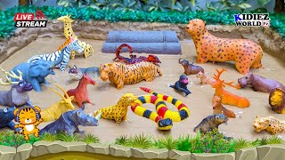 Muddy Adventure with Wild, Jungle, Zoo & Dancing Animals for Kids Fun Learning | Kidiez TV Live