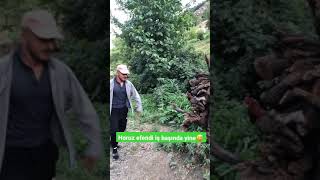 Ramçonun Horuzu Fero Ya Saldiriyor Bu Sefer