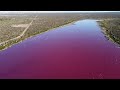 Dva jezera u Argentini postala roze boje, ekolozi zabrinuti