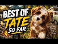 Best of Tate so far.