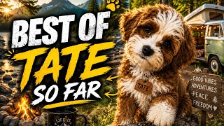 Best of Tate so far.