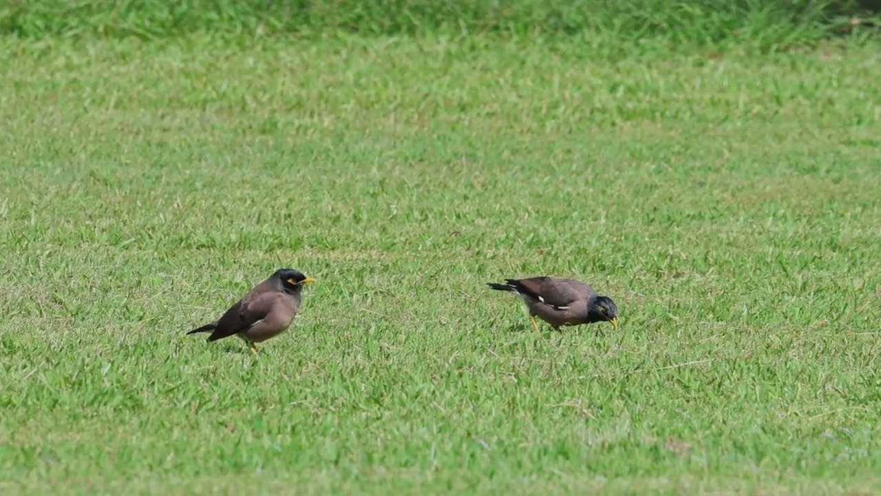Common Mynahs in the Hunter Valley, Apr 2023