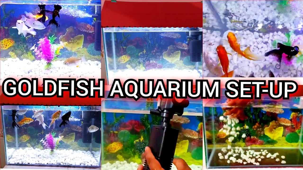 Visual Reference: Goldfish Aquarium Set Up Easy Steps फ श ट क