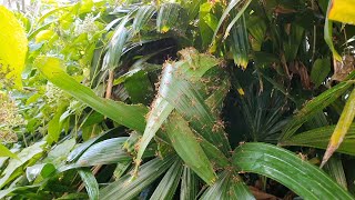Ants In The Garden Making Folding Leaf Nests