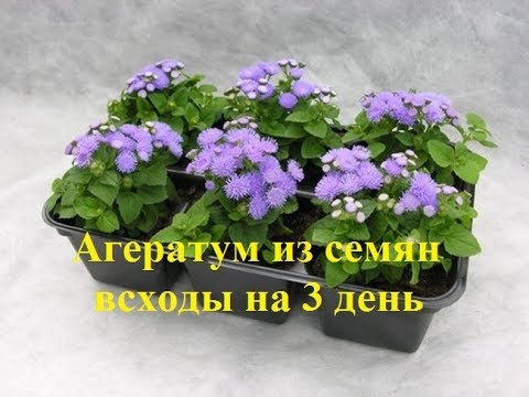 วีดีโอ: Ageratum สีน้ำเงินและสีน้ำเงิน (34 ภาพ): คำอธิบายของ 