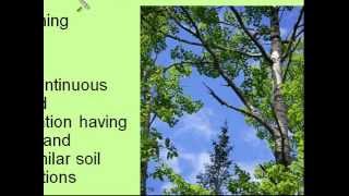 Forest Dynamics -1.