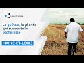 Rcolte du quinoa cultiv en maineetloire