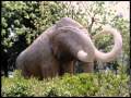 El Guincho Hindou Official Video El Guincho Hindou Official Video