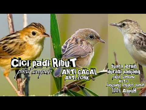 Download suara burung cici padi merah pikat