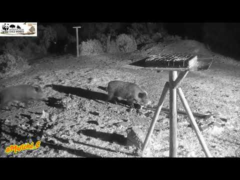 Nueva camada de rayones - 24-03-26