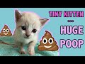 Tiny constipated kitten gets an enemaand has a huge poop