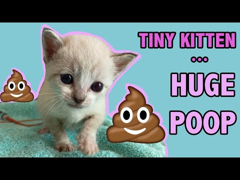 Video: How To Treat Constipation In Kittens