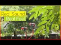Real sound real feel  beautiful natural scenery of village nepalgunj  by sgr nepal official