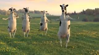 İnek Dansı Komik İnek Sesleri