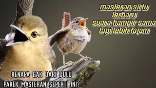 30 menit masteran Sirtu/Cipoh paling di sukai para sirtu mania.