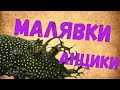 Анциструс (Ancistrus dolichopterus) / Инкубация икры/ Кормление и развитие малька