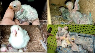 Lovebird Harvest 14-21 Days Old