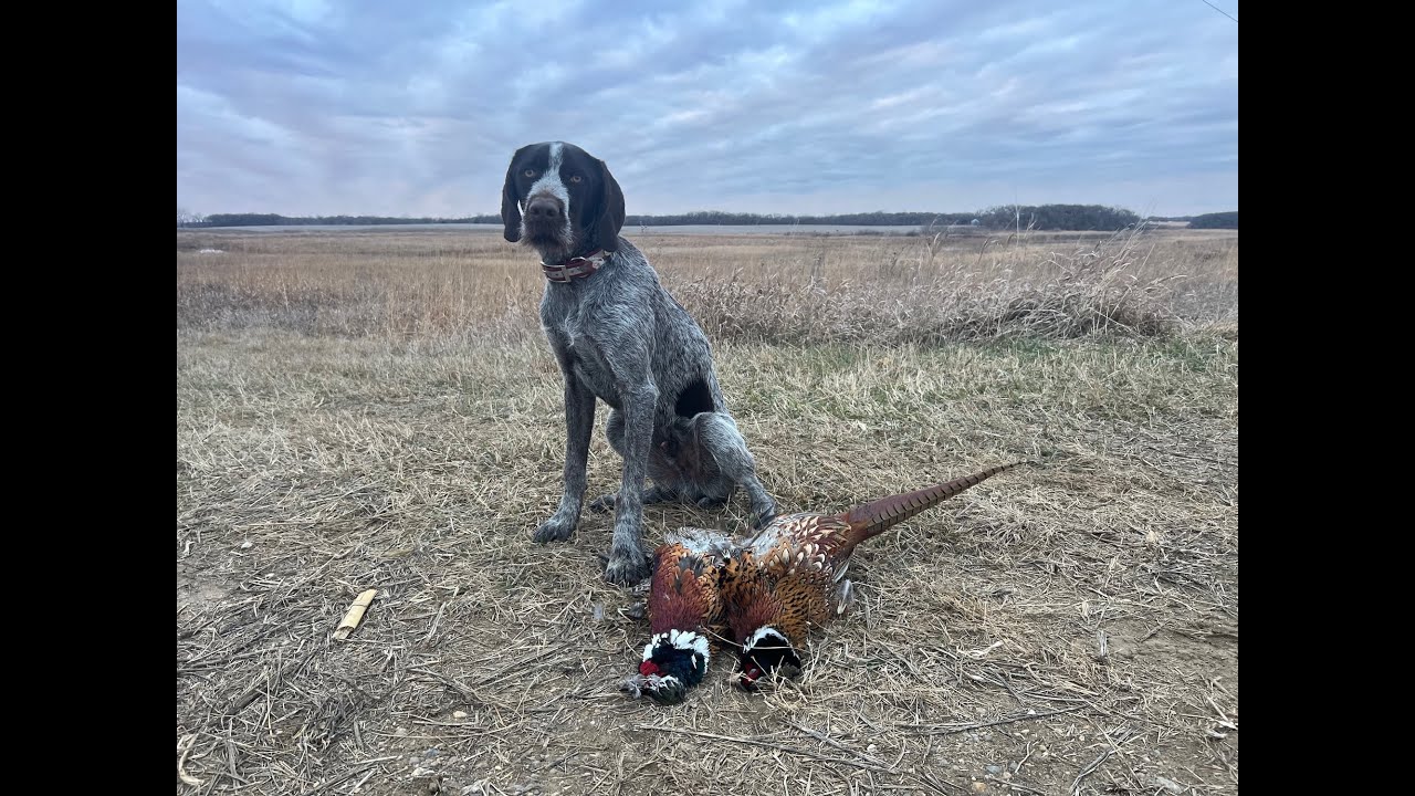 Pheasant Hunting Northwest IOWA (Tons Of Public Land Roosters!)