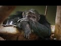 UNANIMAL: Exploring Human-Animal Perspectives 🐾