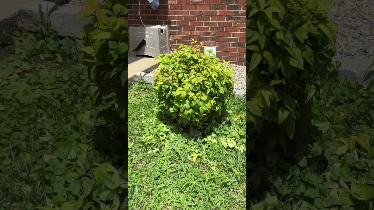 Lite Trim Richmond Kentucky Navy Veteran Landscape Passion