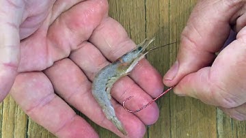 HOW-TO TIP: Baiting Up With Prawns