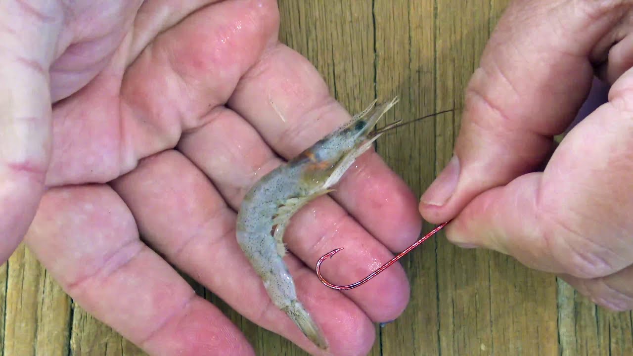 HOW-TO TIP: Baiting Up With Prawns 