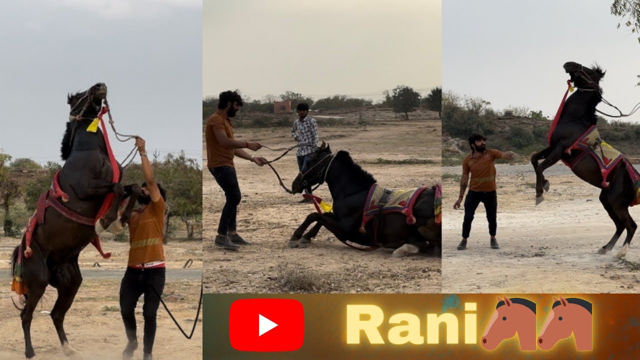 Aaj to hamari RANI🐴 beth gayi